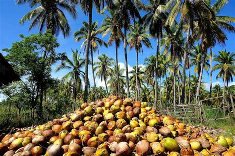 Coconut oil Exports from Philippines .